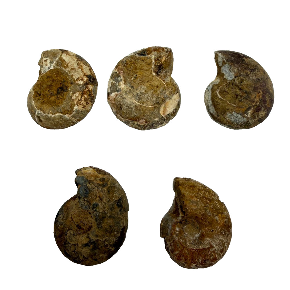 Lot of 5 Polished Ammonite Fossils Madagascar 1.25–1.5" Natural Specimens - Picture 5 of 8